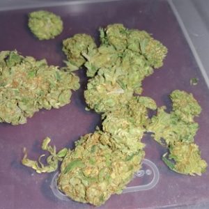 ACDC Marijuana Strain AU