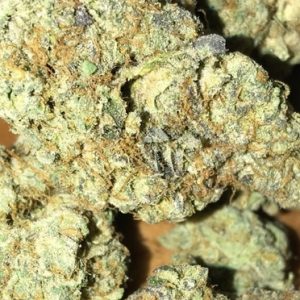Scout's Honor Strain Alice Springs